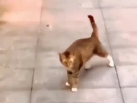 Кот-ниндзя встречает стаю кошек