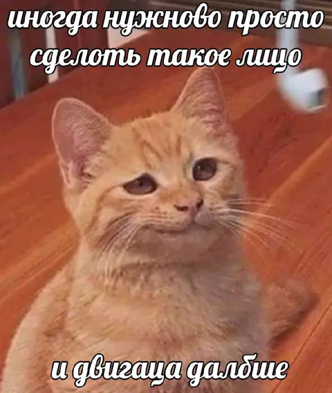 Кот делает грустное лицо