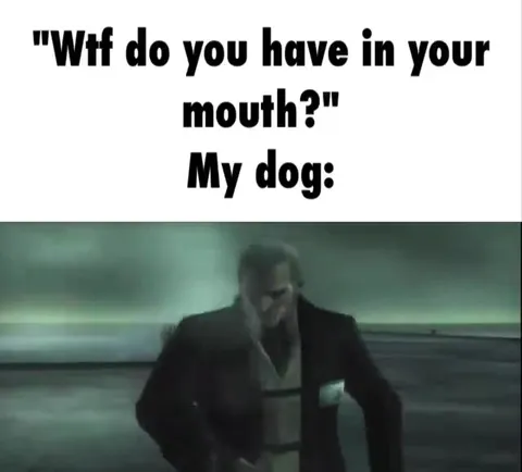 My Dog Has Something in Its Mouth