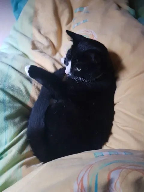 Чёрный кот на подушке