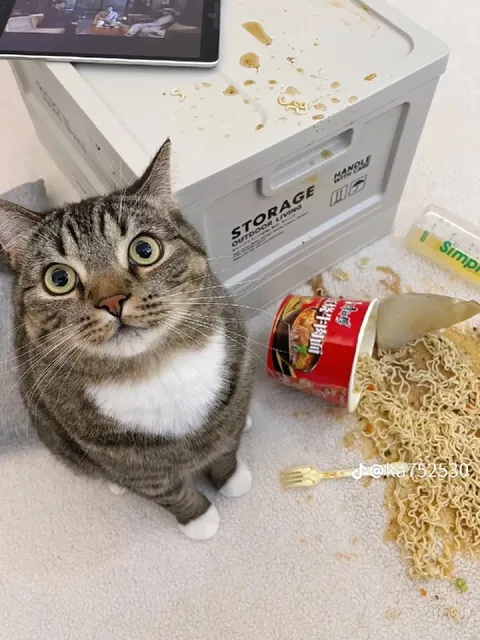 Cat Spills Instant Noodles