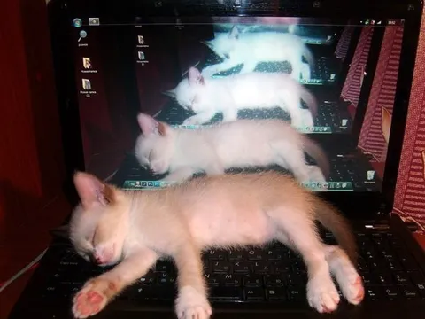 Кот уснул на ноутбуке