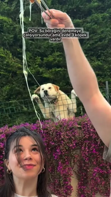 Üç Köpekle Su Böreği Denemesi