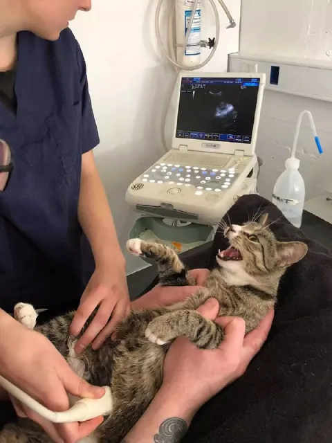 Кот на УЗИ