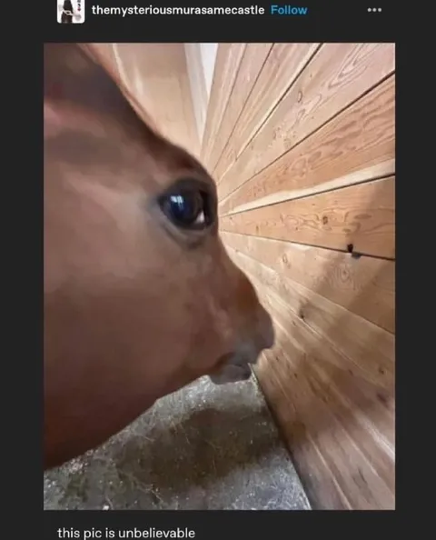 Unbelievable Close-Up Horse