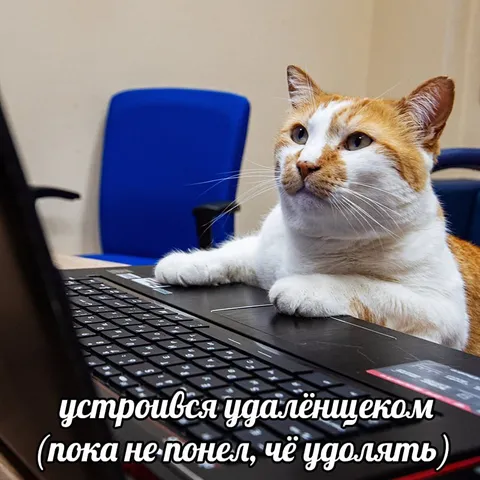 Кот устроился удалёнщиком