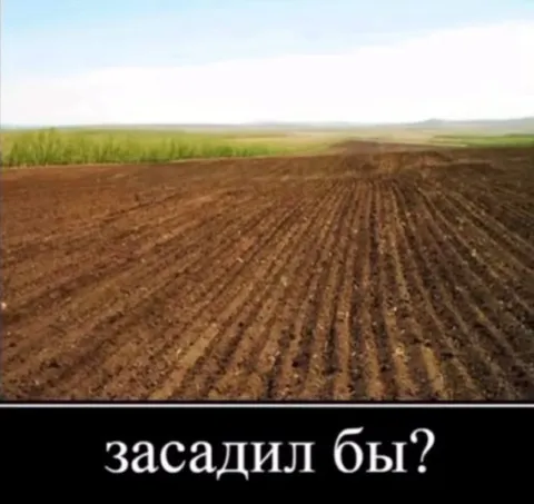 Засадил бы на поле