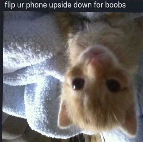 Flip Your Phone for Boobs