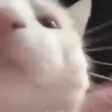 Белый кот крупным планом