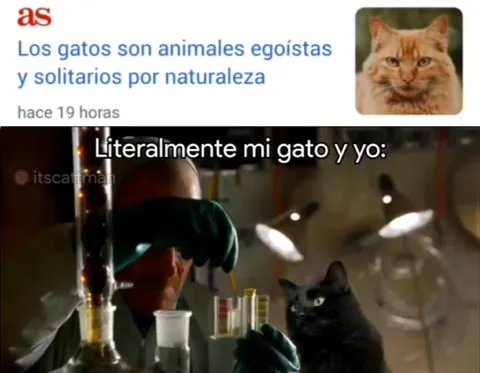 Mi gato y yo, literalmente