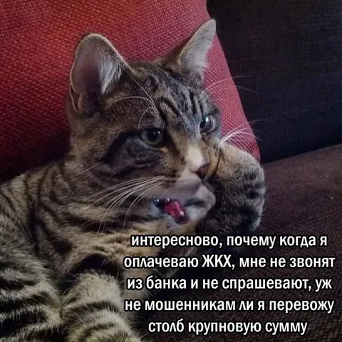 Кот оплачивает ЖКХ