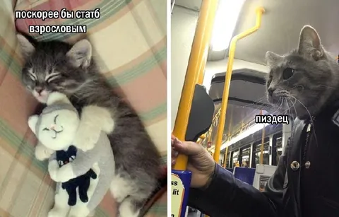 Кот хотел стать взрослым