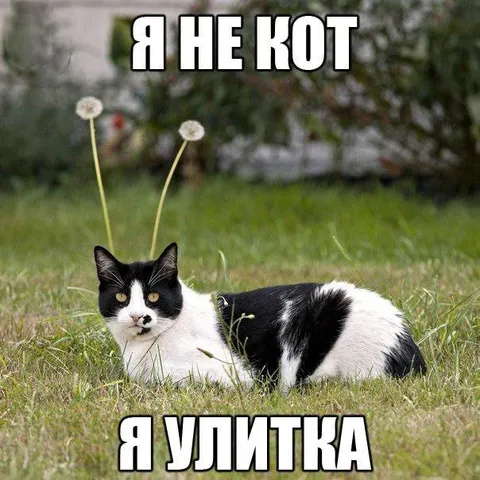 Я не кот, я улитка