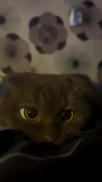 Кот смотрит под пианино