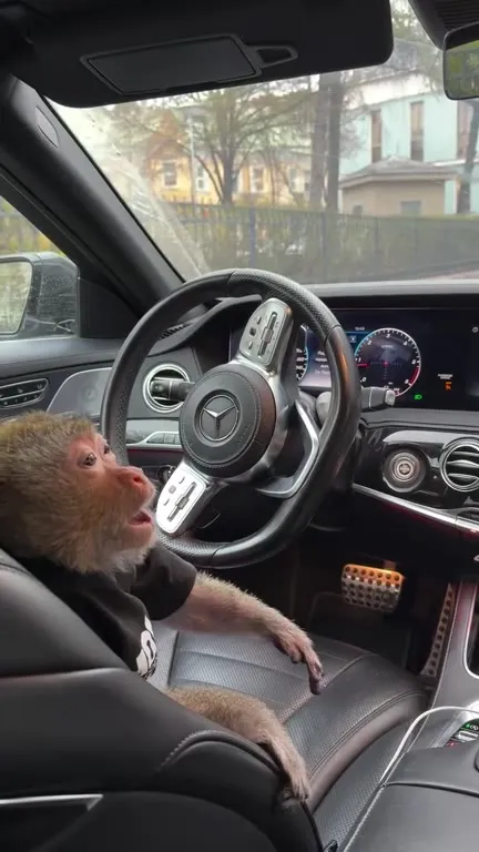 Обезьяна за рулём Mercedes