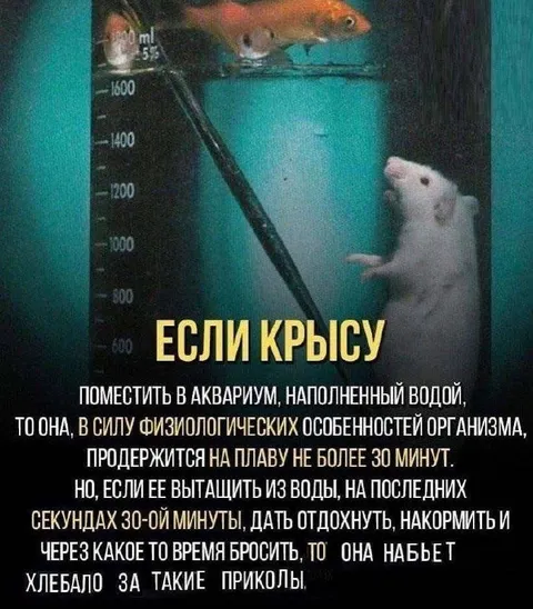 Крыса мстит за эксперименты