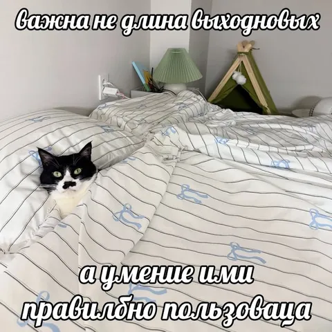 Кот правильно пользуется одеялом