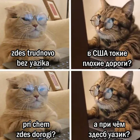 Коты спорят о дорогах и языке
