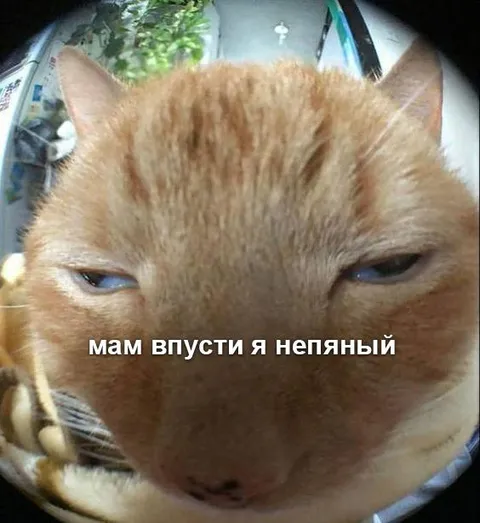 Мам впусти я непьяный