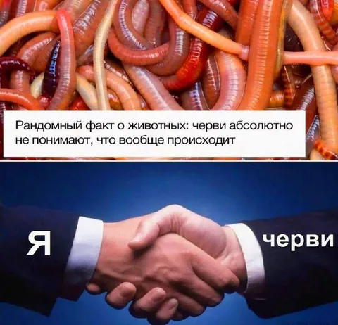 Черви ничего не понимают