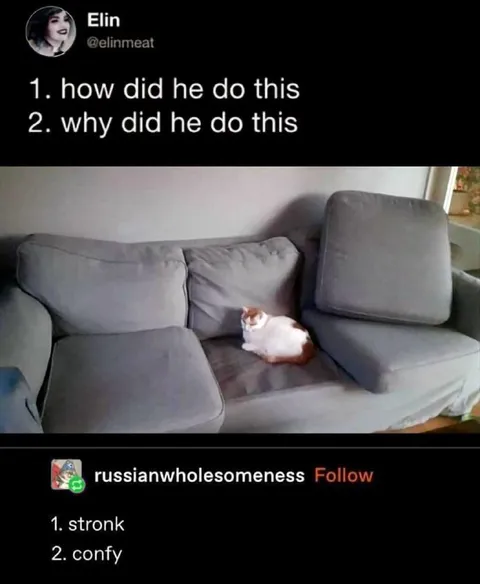 Cat Defeats the Couch