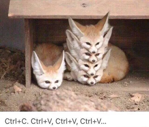 Ctrl+C Ctrl+V Foxes