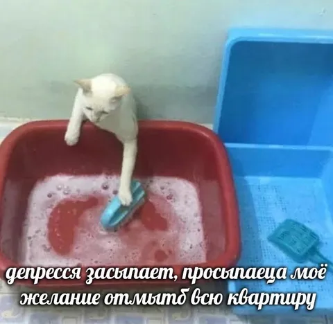 Кот моет квартиру от депрессии