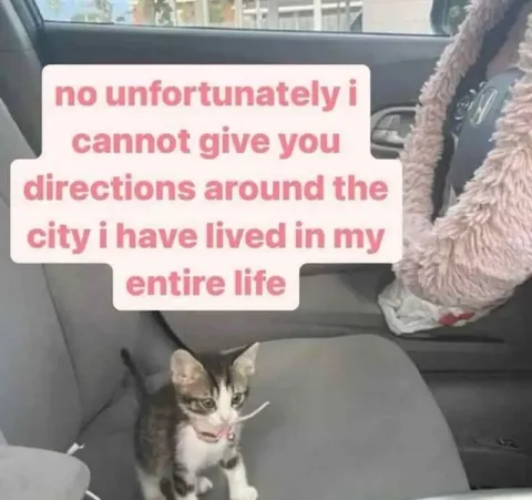 Can't Give Directions Cat