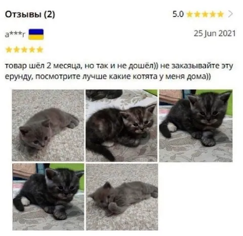 Товар не дошёл, зато котята есть