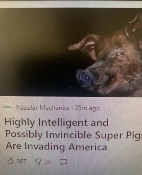 Invincible Super Pigs Invade America