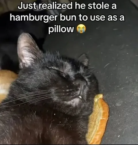 Cat Uses Burger Bun as Pillow