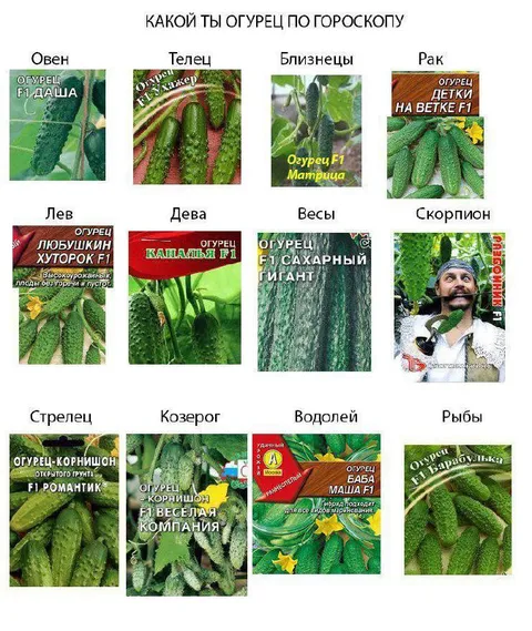 Какой ты огурец по гороскопу