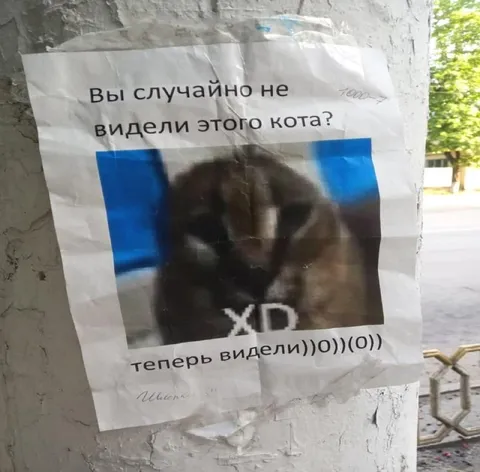 Вы случайно не видели этого кота