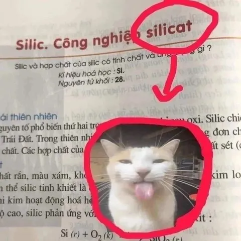 Silic và mèo lè lưỡi