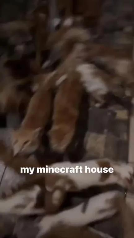 My Minecraft House Is Full of Cats