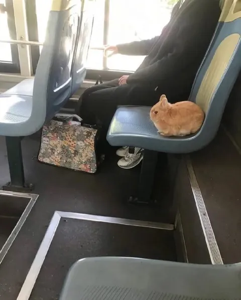Кролик занял место в автобусе