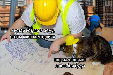 Кот проверяет тонкие стены