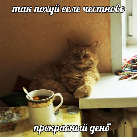 Кот и прекрасный день