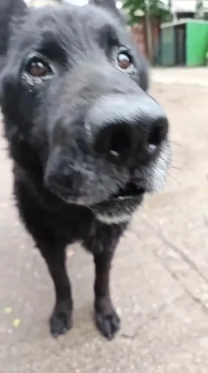 Плачущий пёс ругается