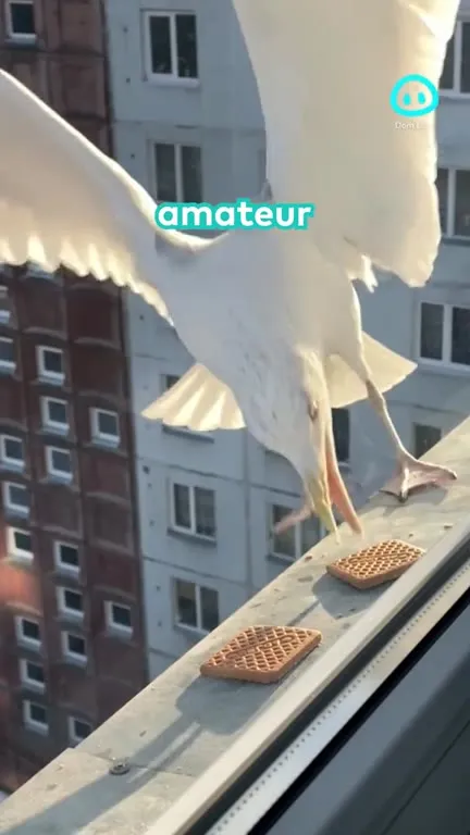 Amateur Versus Professional Bird