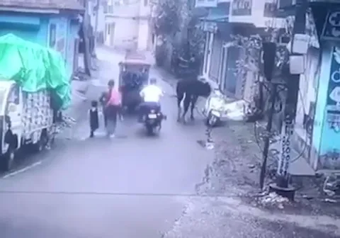 Корова угоняет скутер