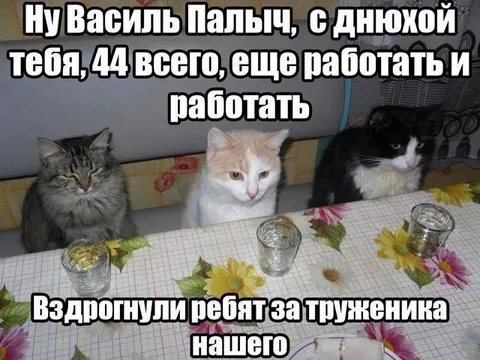 Коты поздравляют Василя Палыча