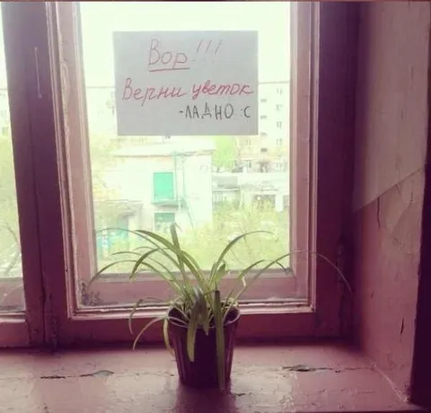 Вор, верни цветок