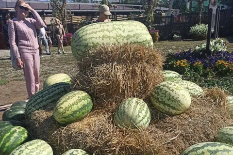 Самый большой арбуз