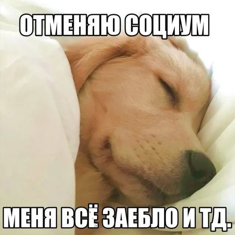 Отменяю социум и сплю