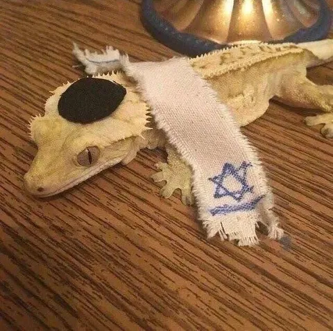 Ящерицы в еврейских нарядах