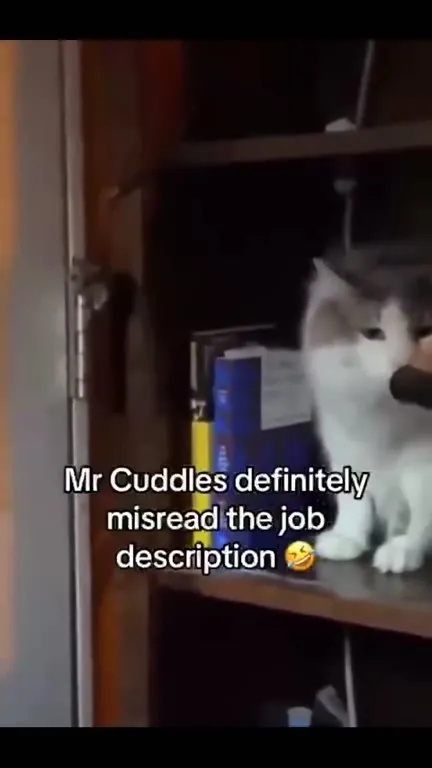 Mr Cuddles Misread the Job