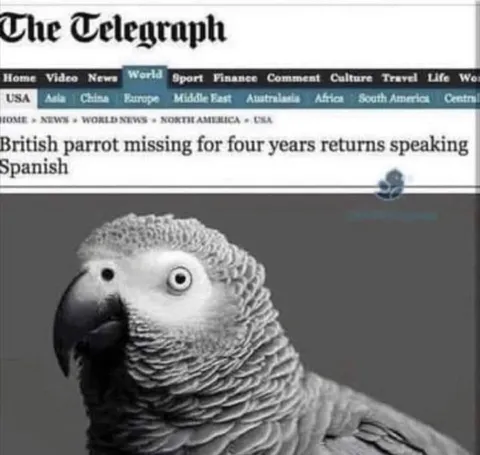 British Parrot Returns Speaking Spanish