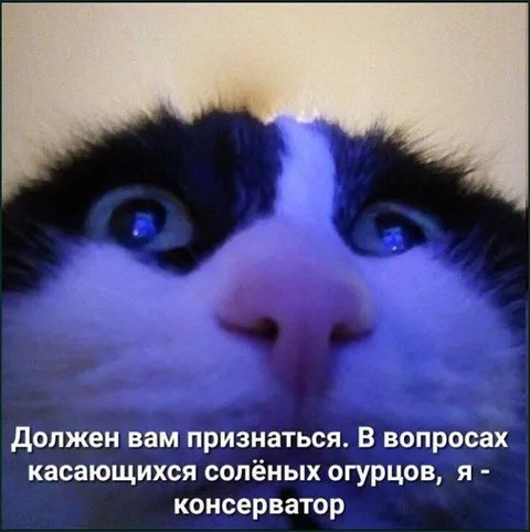 Кот-консерватор и солёные огурцы