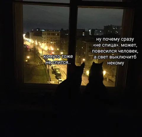 Коты не спят ночью